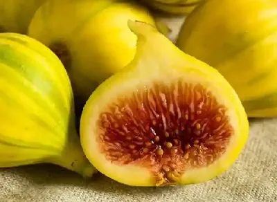 قیمت انجیر زرد سه فصل با کیفیت ارزان + خرید عمده
